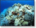 Scuba Diving
