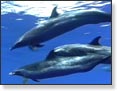 hale and Dolphin Watching