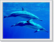 �X�C�~���O�h���t�B��